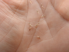 Enteropogon