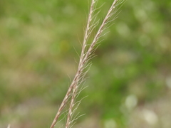 Enteropogon