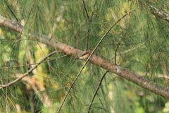 Myiagra erythrops