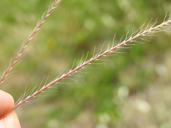 Enteropogon