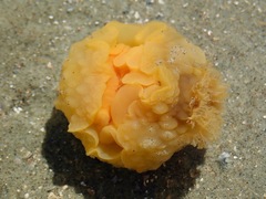 Doris wellingtonensis