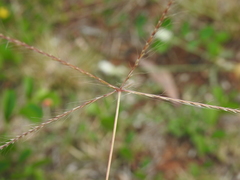 Enteropogon