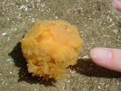 Doris wellingtonensis