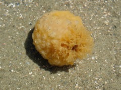 Doris wellingtonensis