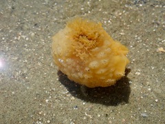 Doris wellingtonensis