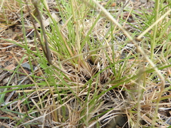 Enteropogon