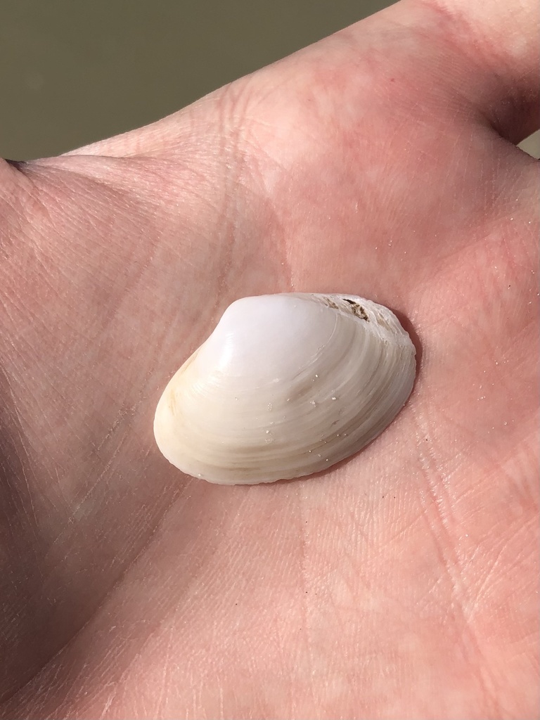 fragile surfclam