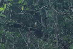 Ptilinopus pelewensis