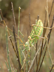 Ephippigerida saussuriana