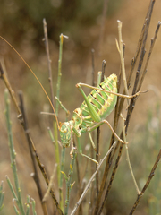 Ephippigerida saussuriana