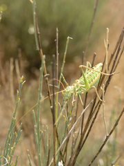 Ephippigerida saussuriana
