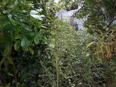 Pittosporum obcordatum