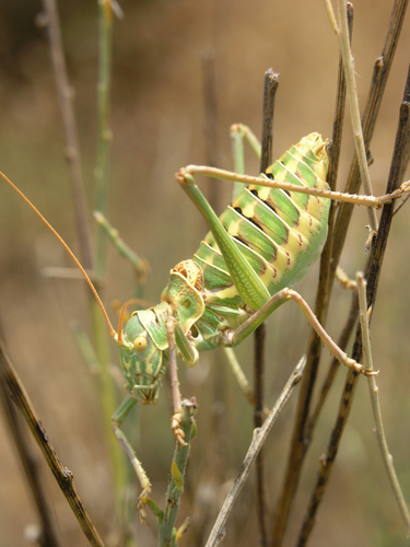Saussure's Saddle Bush-cricket