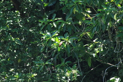 Myzomela rubratra kobayashii