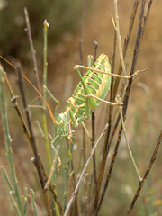 Ephippigerida saussuriana