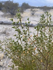 Larrea tridentata