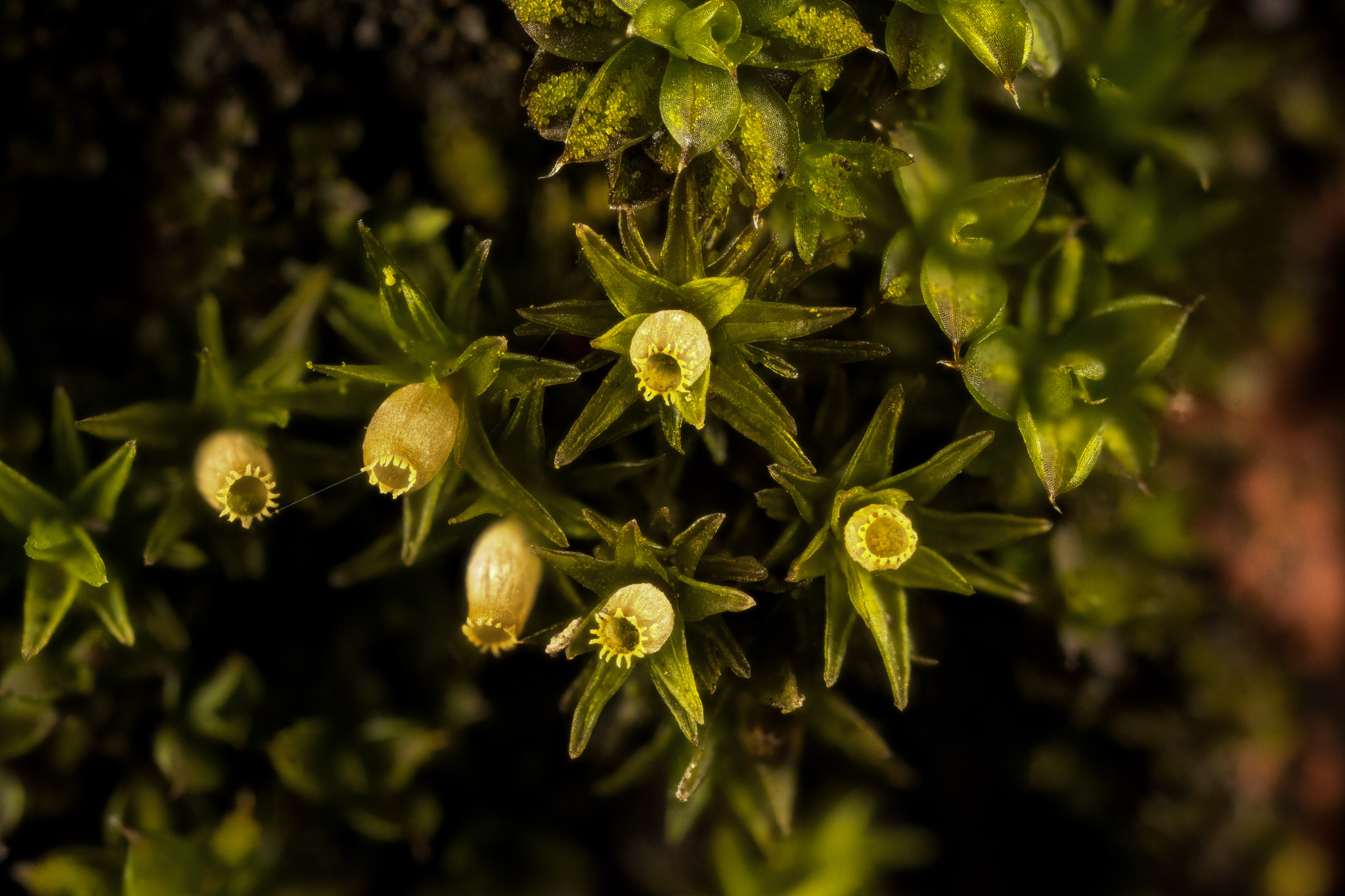 Orthotrichum pumilum