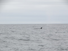 Balaenoptera borealis