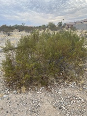 Larrea tridentata
