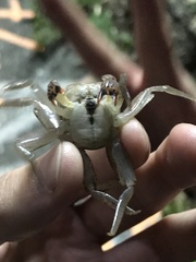 Aratus pisonii