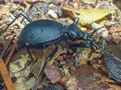 Scaphinotus cristatus