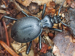 Scaphinotus cristatus