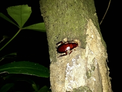 Drymaplaneta semivitta