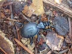 Scaphinotus cristatus