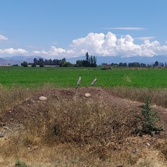 Vanellus chilensis chilensis