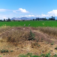 Vanellus chilensis chilensis