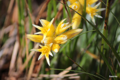 Conostylis candicans