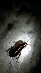 Drymaplaneta semivitta