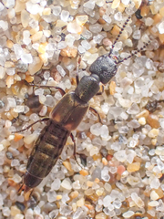 Cafius lithocharinus