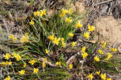 Conostylis candicans