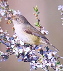 Acanthiza inornata