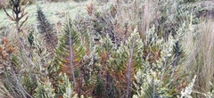 Andicolea ilinissae