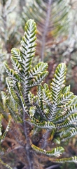 Andicolea ilinissae