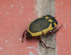 Pachnodella impressa