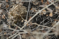 Polistes mongolicus