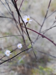 Symphyotrichum expansum