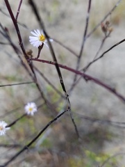 Symphyotrichum expansum