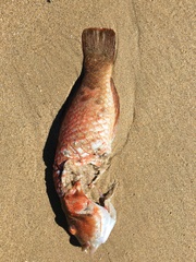 Pseudolabrus rubicundus