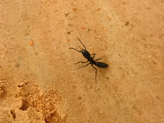 Pachycondyla crassinoda