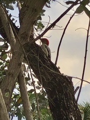 Melanerpes carolinus
