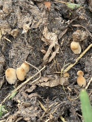 Coprinellus