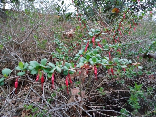 iNaturalist observation photo of Fuchsiaflower Gooseberry