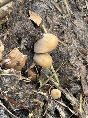 Coprinellus