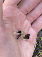 Coprinellus