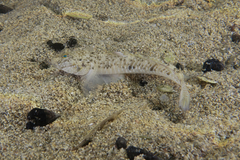 Favonigobius