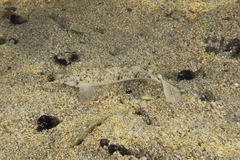 Favonigobius